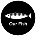 ourfish2